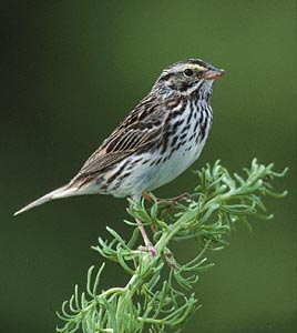 Savannah Sparrow (Passerculus sandwichensis) photo image