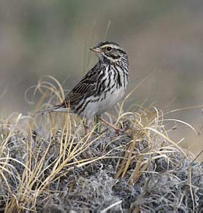 Savannah Sparrow (Passerculus sandwichensis) photo image