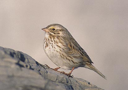 Savannah Sparrow (Passerculus sandwichensis) photo image