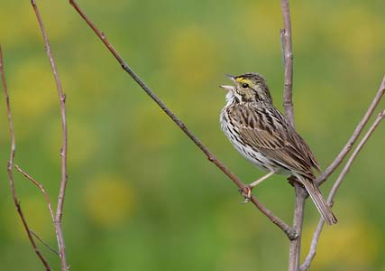 Savannah Sparrow (Passerculus sandwichensis) photo image