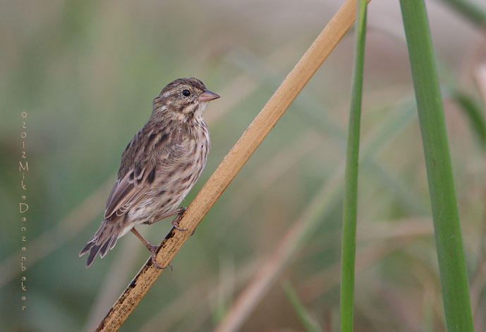 Savannah Sparrow (Passerculus sandwichensis) photo