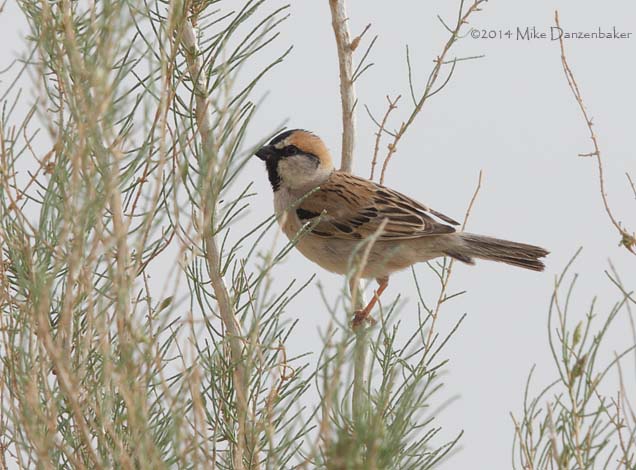 Saxaul Sparrow (Passer ammodendri) photo