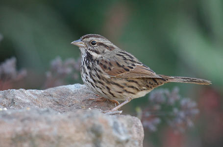 Song Sparrow (Melospiza melodia) photo
