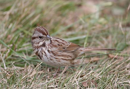 Song Sparrow (Melospiza melodia) photo