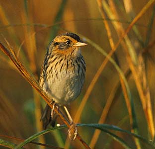 Saltmarsh Sparrow (Ammodramus caudacutus) photo image