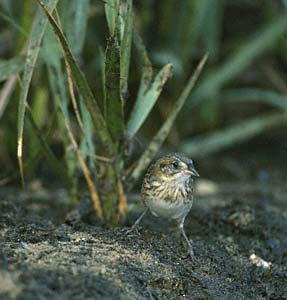 Saltmarsh Sparrow (Ammodramus caudacutus) photo image