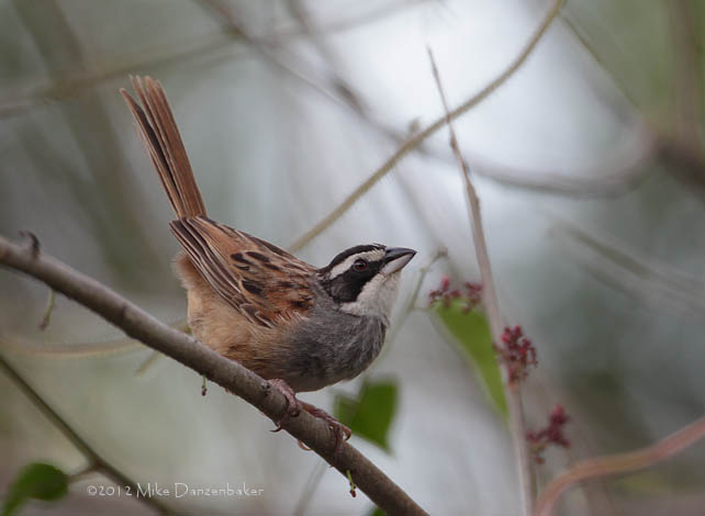 Stripe-headed Sparrow (Peucaea ruficauda) photo