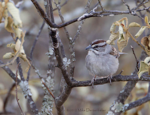 Tumbes Sparrow (Rhynchospiza stolzmanni) photo image