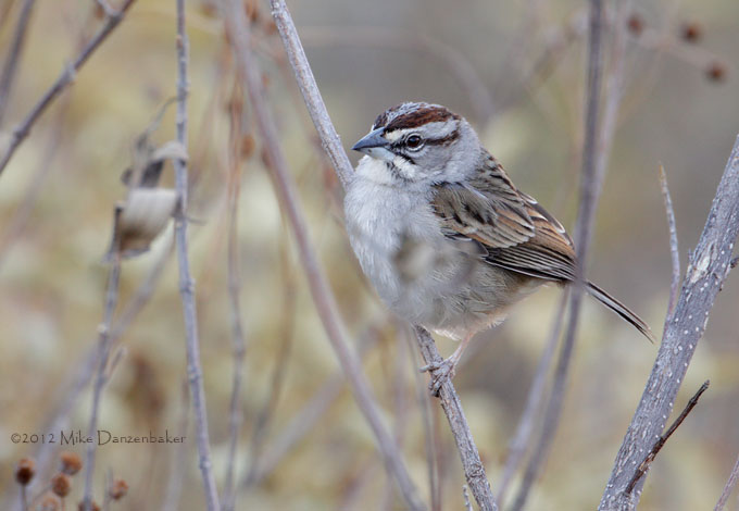 Tumbes Sparrow (Rhynchospiza stolzmanni) photo image