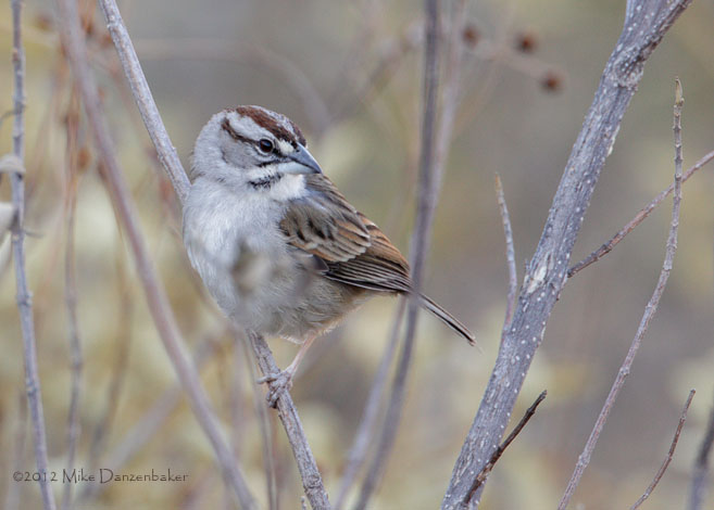 Tumbes Sparrow (Rhynchospiza stolzmanni) photo image
