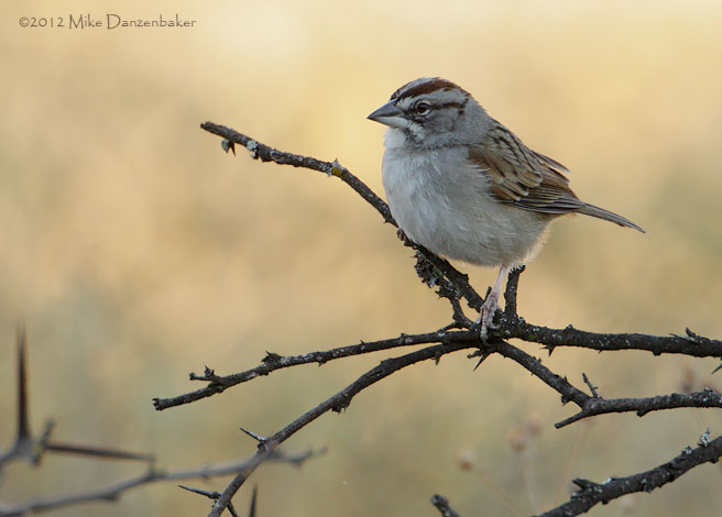 Tumbes Sparrow (Rhynchospiza stolzmanni) photo image