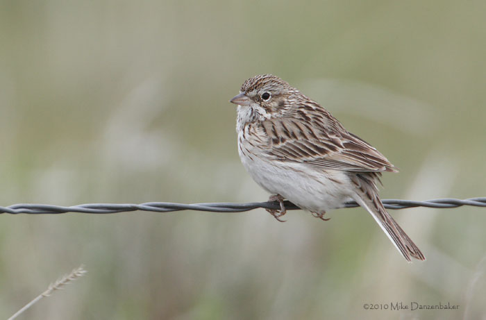 Vesper Sparrow (Pooecetes gramineus) photo image