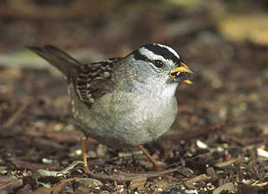 White-crowned Sparrow (Zonotrichia leucophrys) photo image
