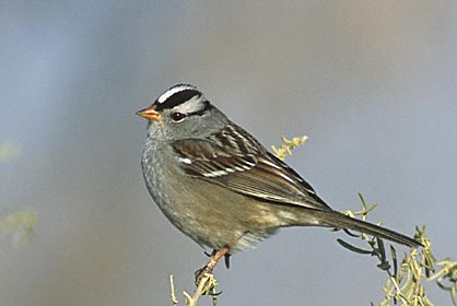 White-crowned Sparrow (Zonotrichia leucophrys) photo image