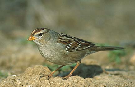 White-crowned Sparrow (Zonotrichia leucophrys) photo image