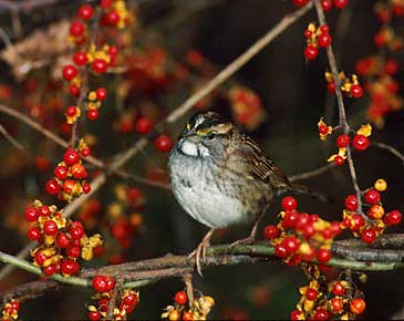 White-throated Sparrow (Zonotrichia albicollis) photo image