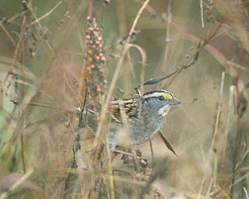 White-throated Sparrow (Zonotrichia albicollis) photo image