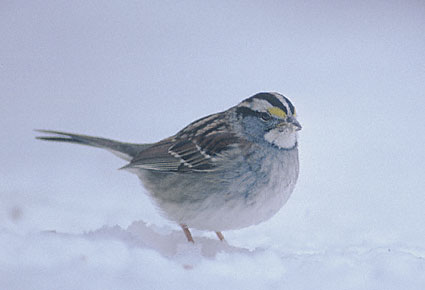 White-throated Sparrow (Zonotrichia albicollis) photo image