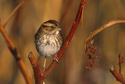 White-throated Sparrow (Zonotrichia albicollis) photo image