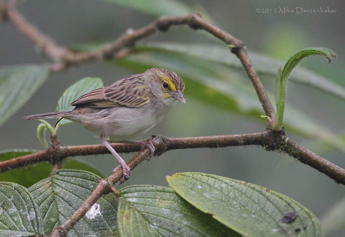 Yellow-browed Sparrow (Ammodramus aurifrons) photo