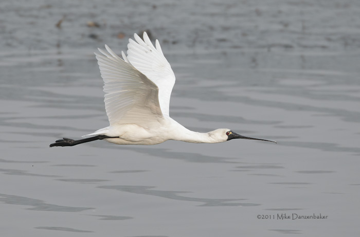Black-faced Spoonbill (Platalea minor) photo
