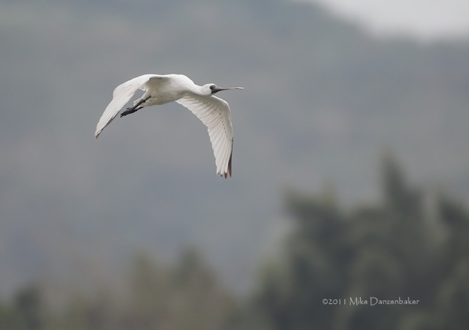 Black-faced Spoonbill (Platalea minor) photo