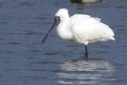 Black-faced Spoonbill (Platalea minor) photo image
