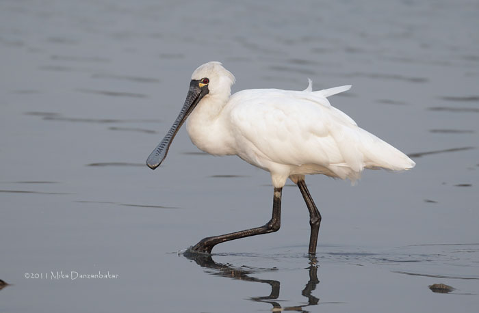 Black-faced Spoonbill (Platalea minor) photo