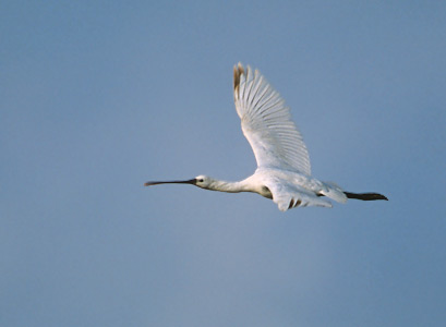Eurasian Spoonbill (Platalea leucorodia) photo image