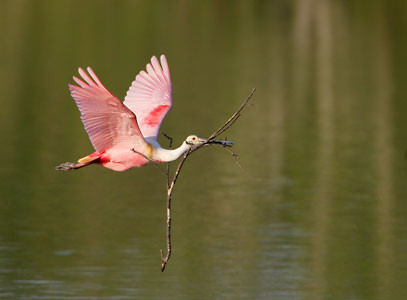 Roseate Spoonbill (Platalea ajaja) photo image