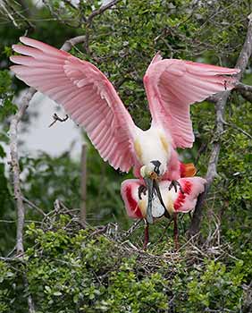 Roseate Spoonbill (Platalea ajaja) photo image
