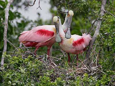 Roseate Spoonbill (Platalea ajaja) photo image