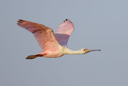 Roseate Spoonbill (Platalea ajaja) photo image