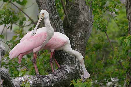 Roseate Spoonbill (Platalea ajaja) photo image