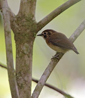 White-throated Spadebill (Platyrinchus mystaceus) photo image