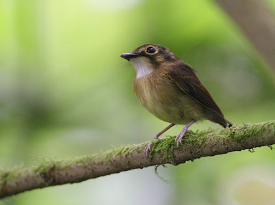 White-throated Spadebill (Platyrinchus mystaceus) photo image