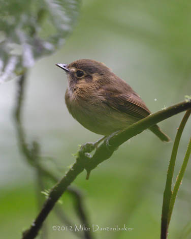 White-throated Spadebill (Platyrinchus mystaceus) photo image