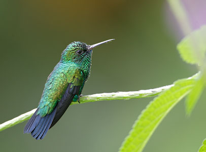 Blue-chinned Sapphire (Chlorestes notata) photo image