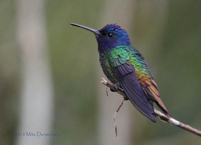 Golden-tailed Sapphire (Chrysuronia oenone) photo image