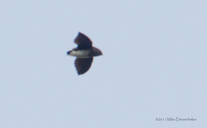 Cassin's Spinetail (Neafrapus cassini) photo image