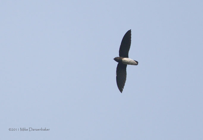 Sabine's Spinetail (Rhaphidura sabini) photo