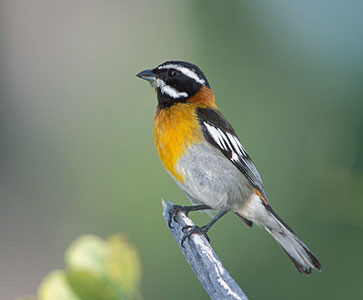 Western Spindalis (Spindalis zena) photo image