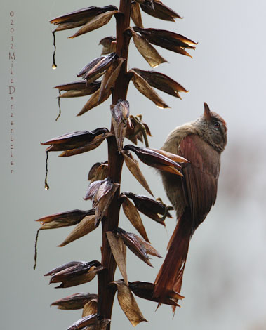 Ash-browed Spinetail (Cranioleuca curtata) photo