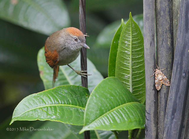 Azara's Spinetail (Synallaxis azarae) photo image