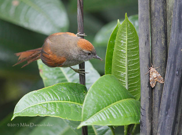 Azara's Spinetail (Synallaxis azarae) photo image