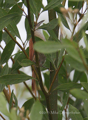Parker's Spinetail (Cranioleuca vulpecula) photo