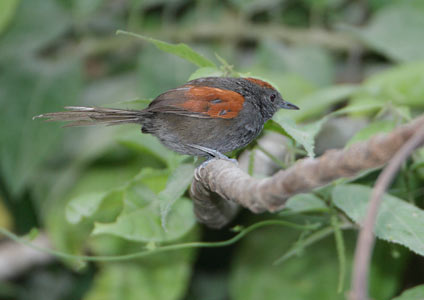 Slaty Spinetail (Synallaxis brachyura) photo image