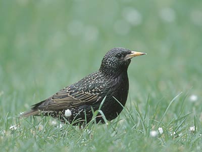 Common Starling (Sturnus vulgaris) photo image