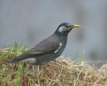 Grey Starling (Spodiopsar cineraceus) photo image