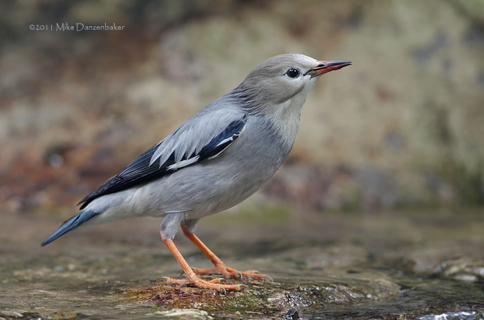 Red-billed Starling (Spodiopsar sericeus) photo image